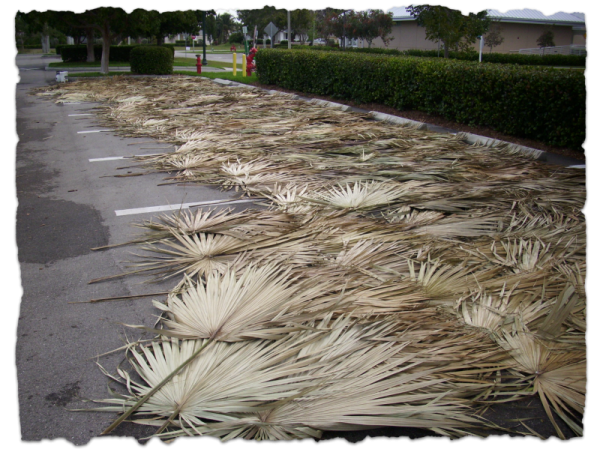 Single sabal palm leaves